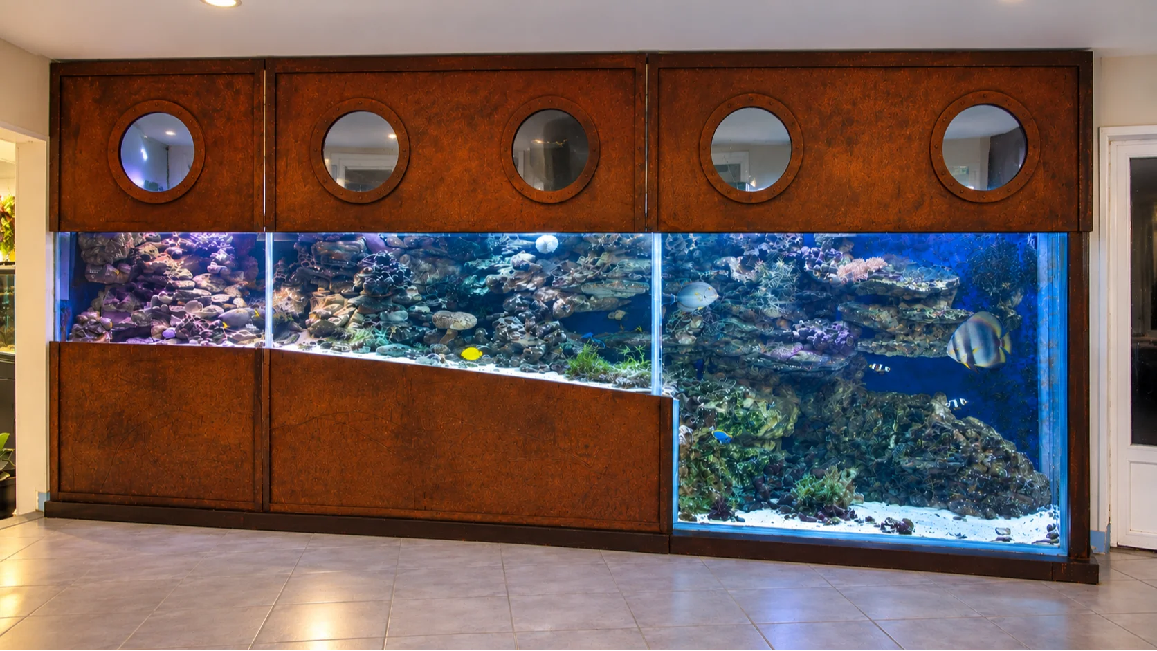 Aquarium fosse marin fish only