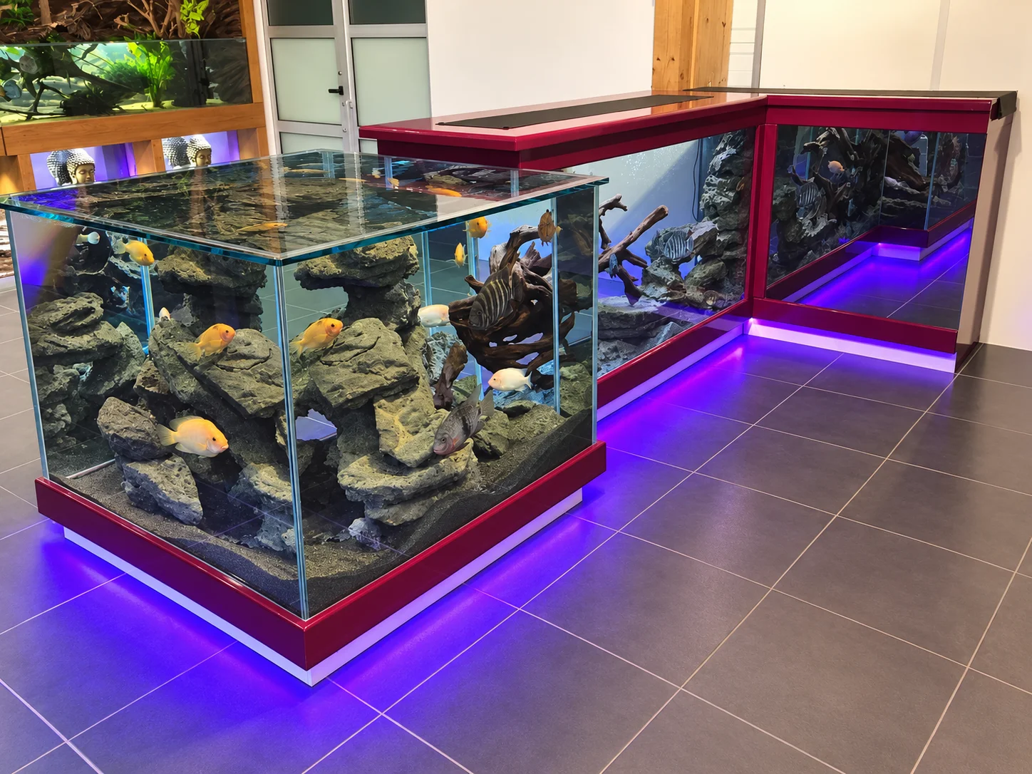 Aquarium bar coryphene