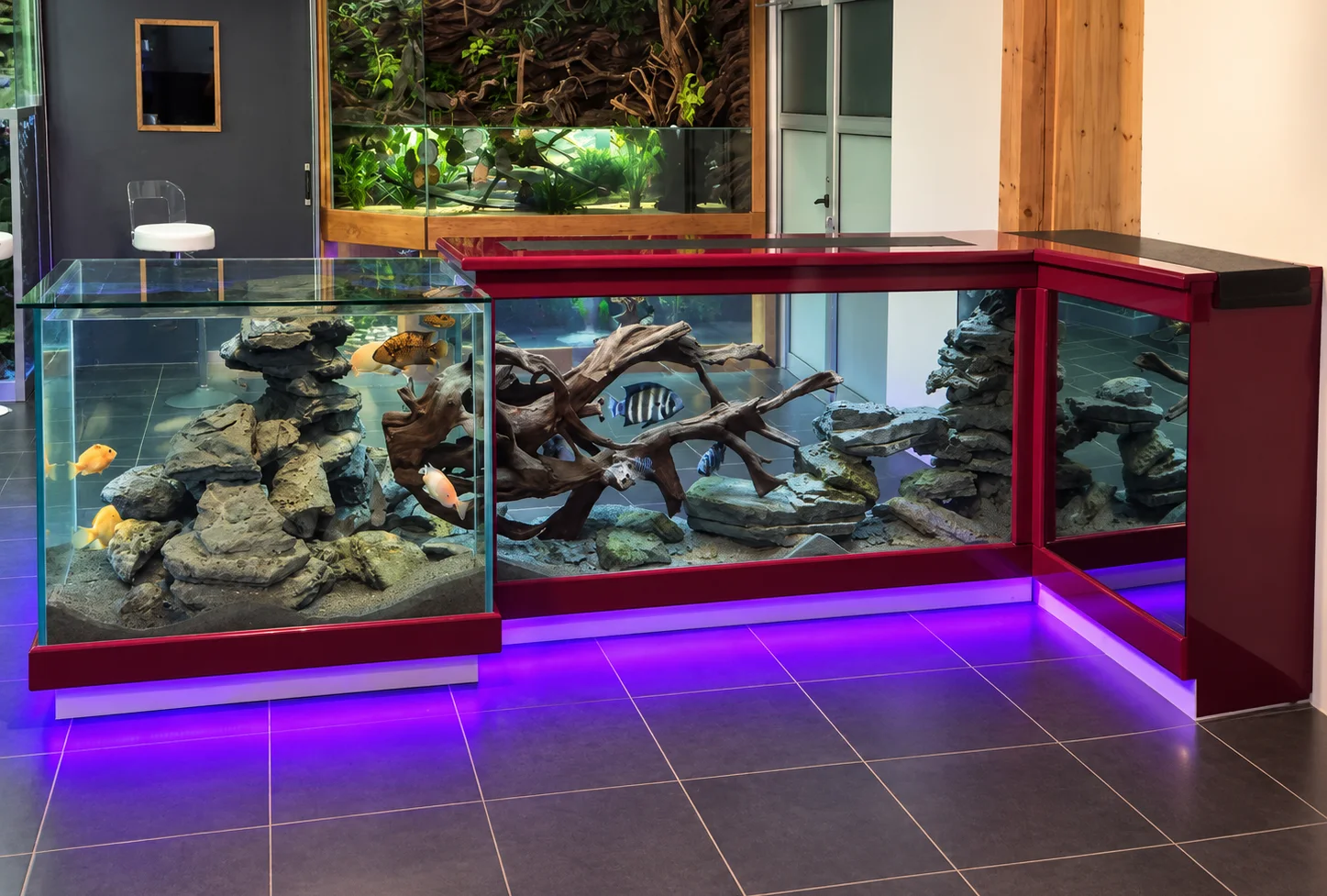 Aquarium bar coryphene