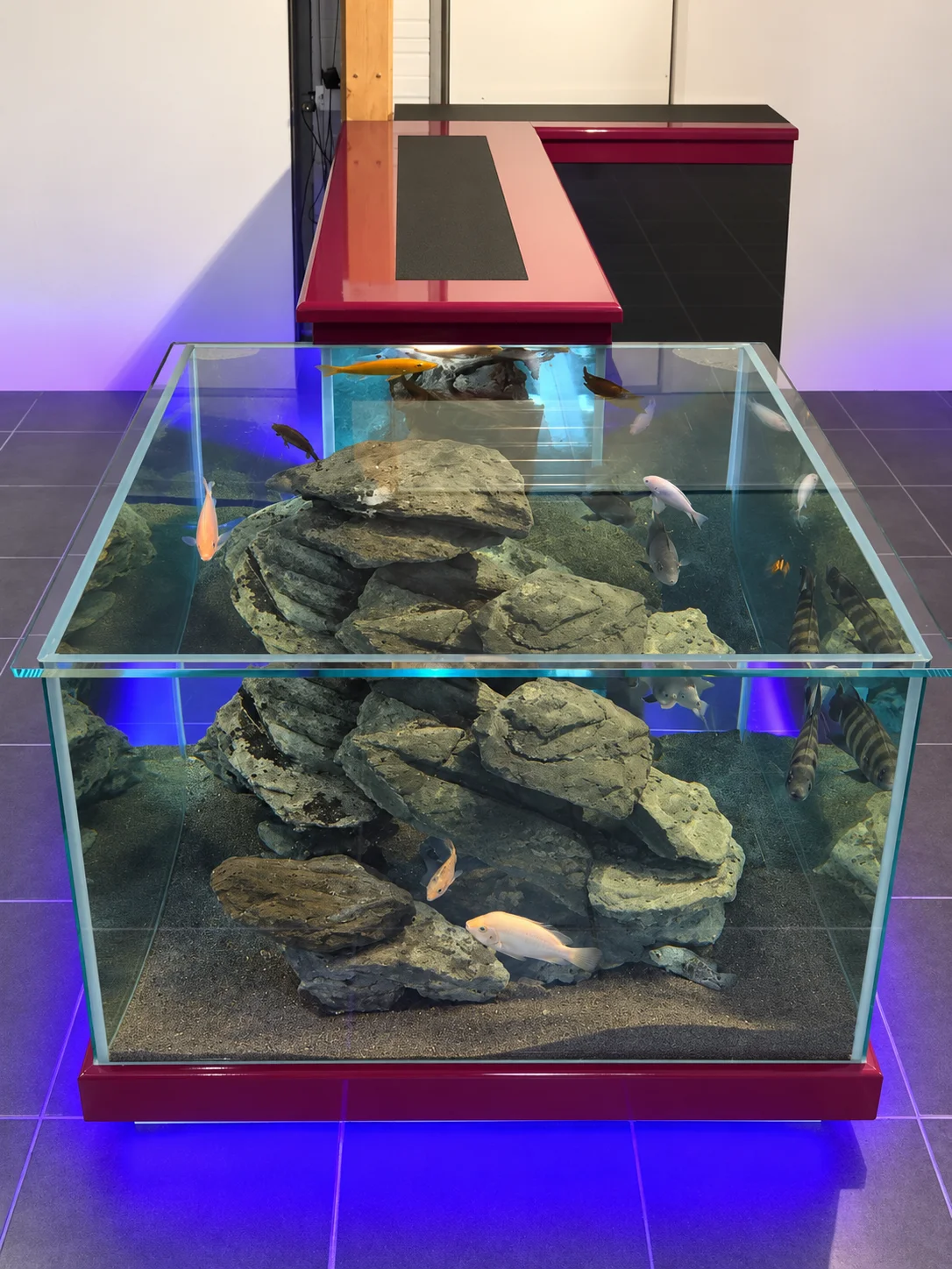 Aquarium bar coryphene