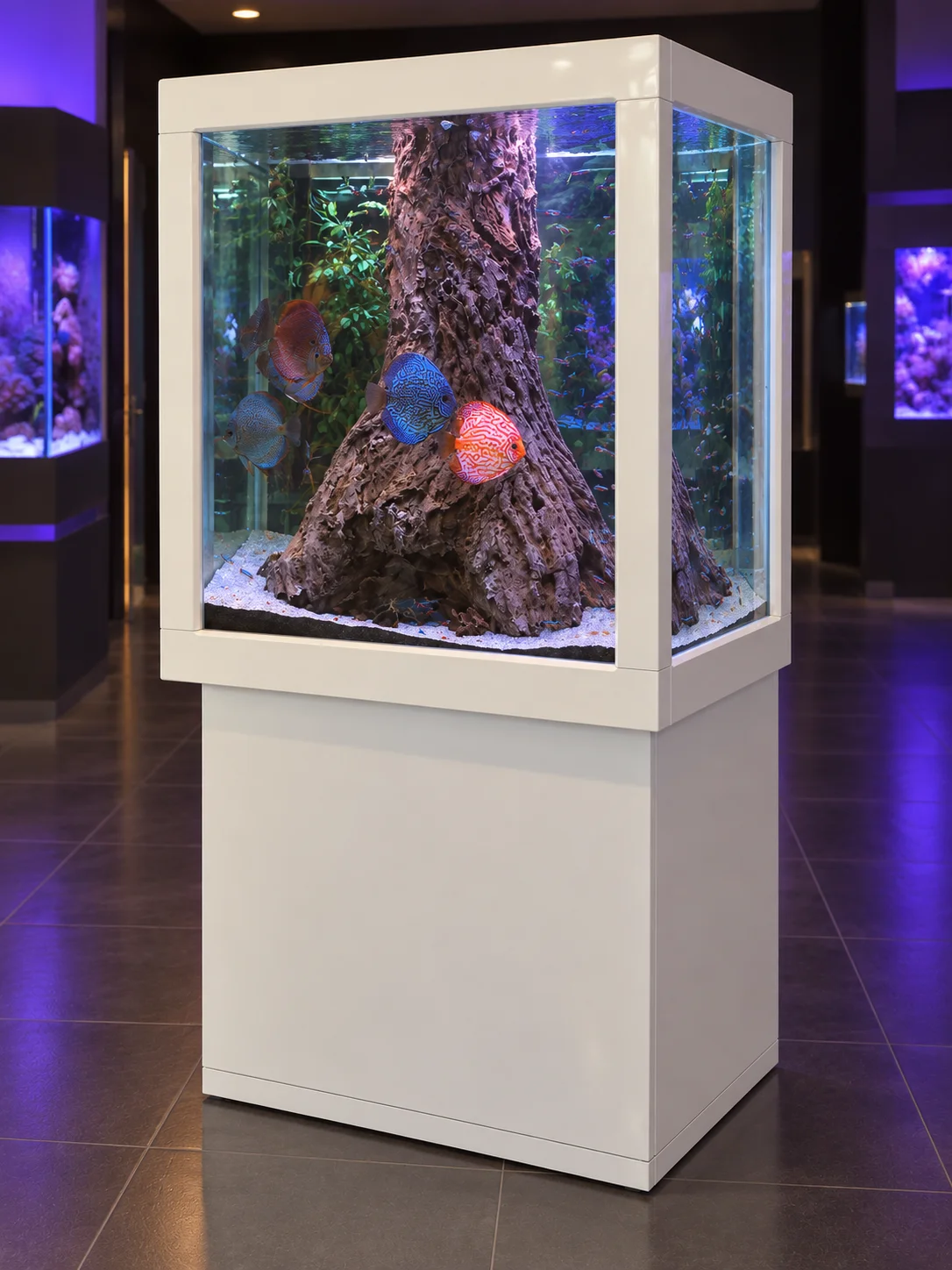 Aquarium cubique à discus