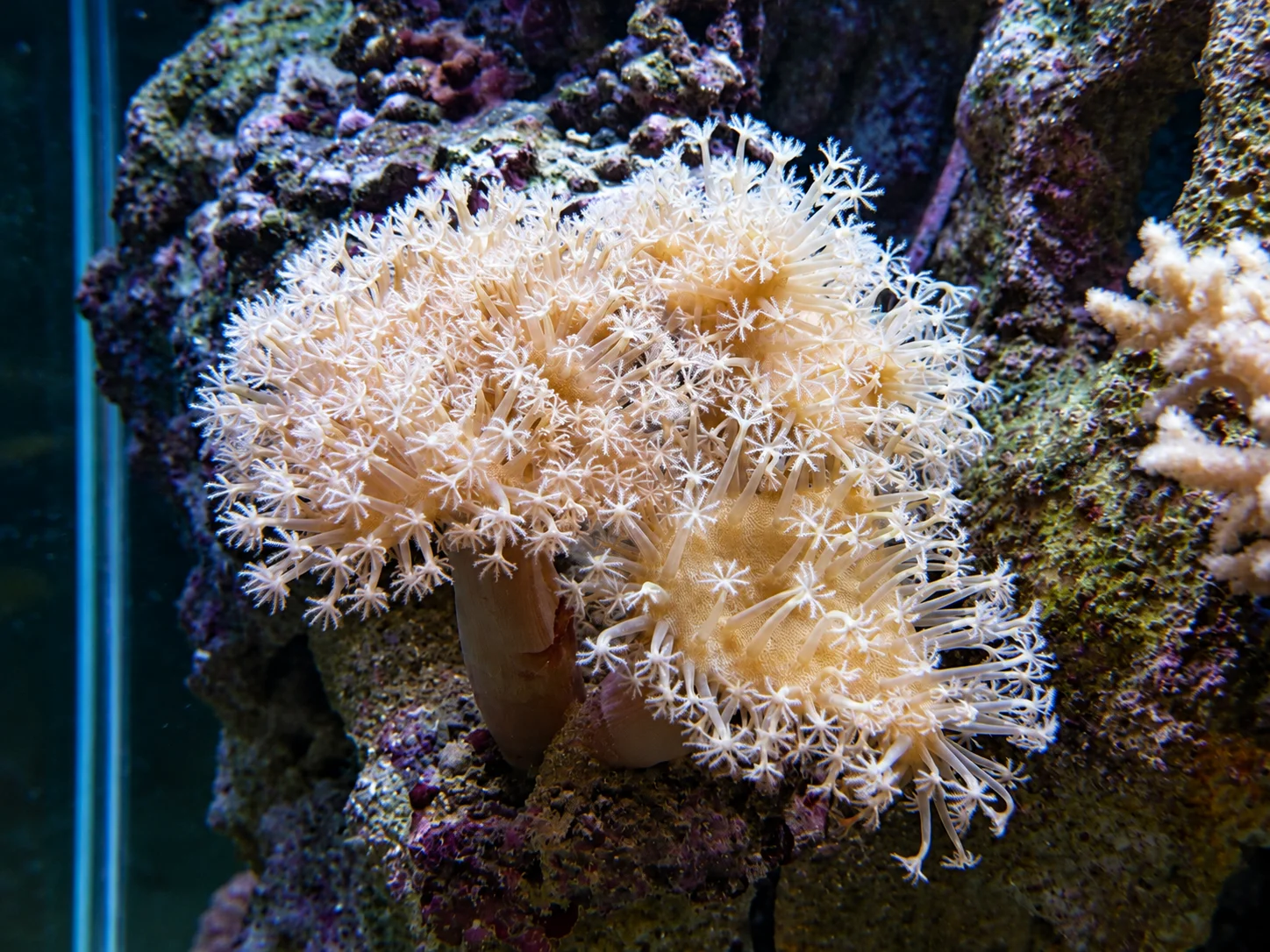 Aquarium cubique récifal communautaire