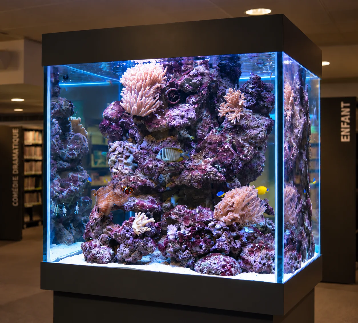 Aquarium cubique récifal communautaire