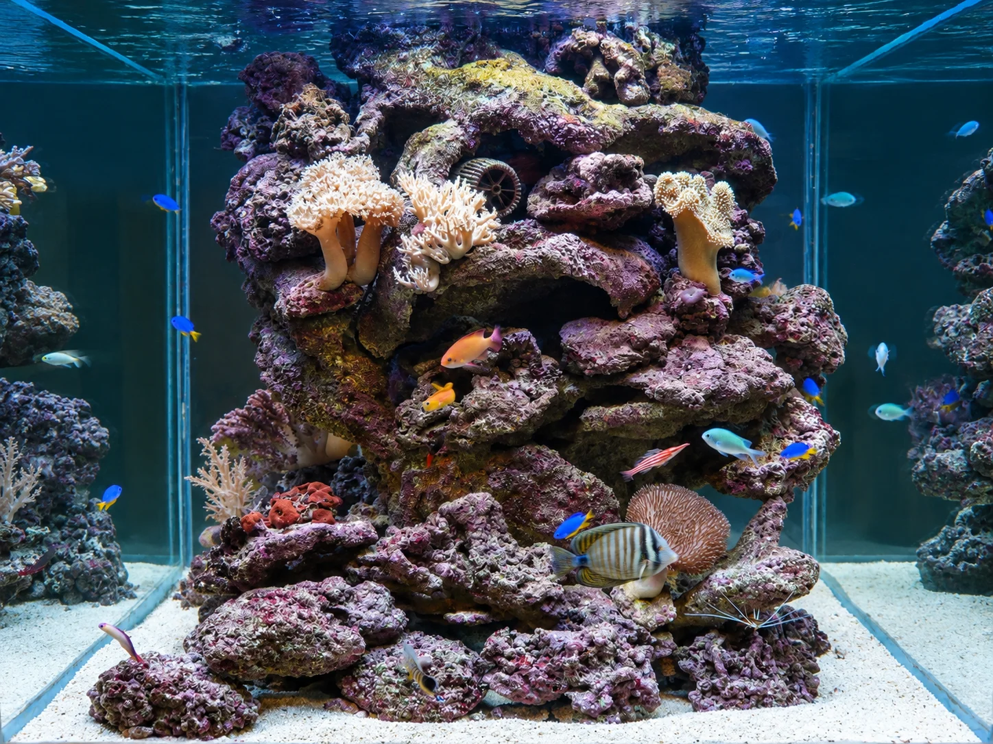 Aquarium cubique récifal communautaire