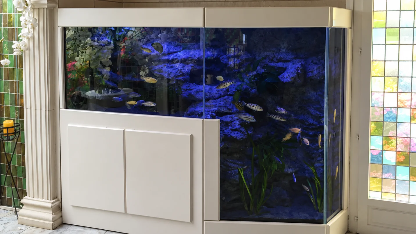 Aquarium fosse falaise