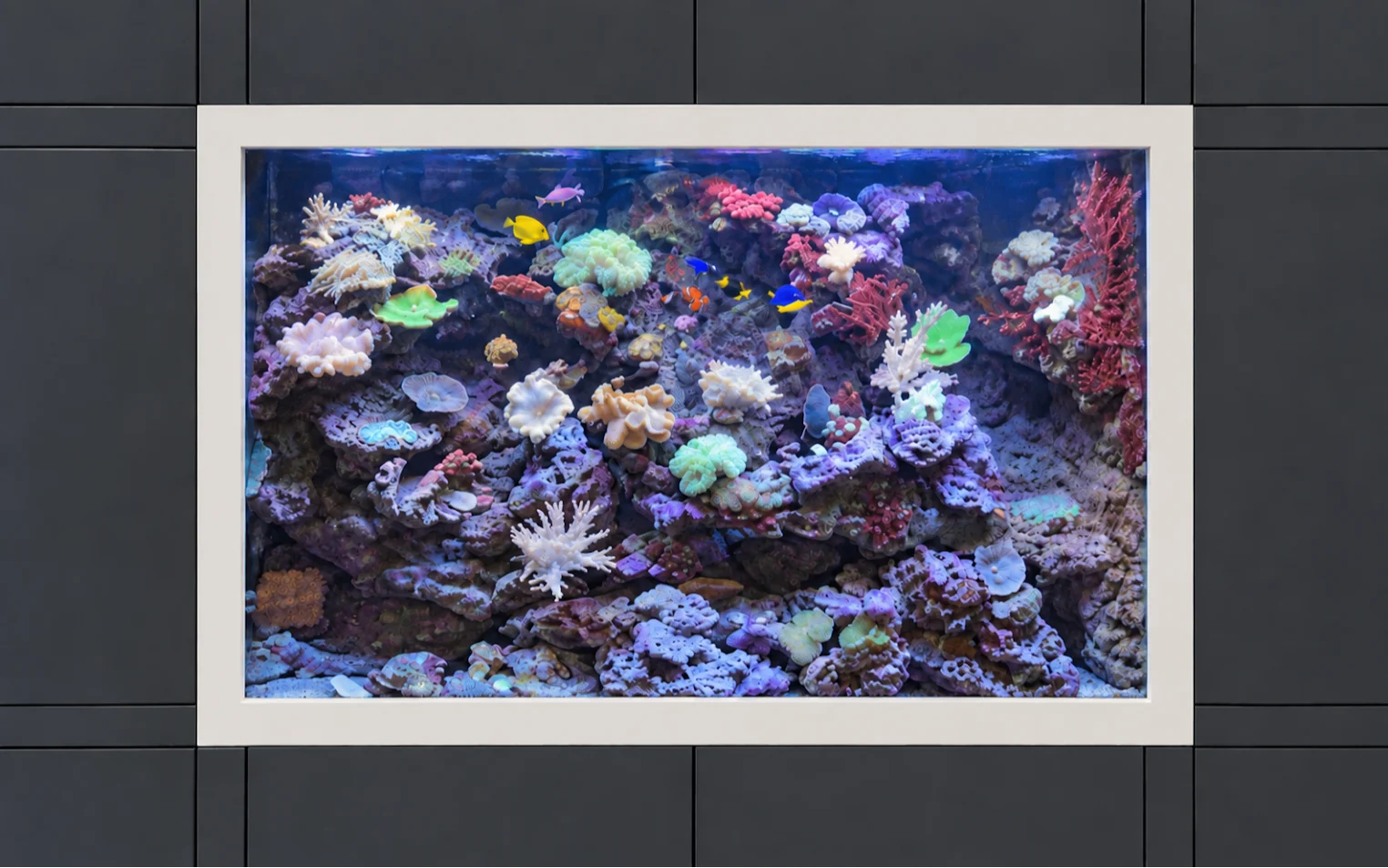 Aquarium récifal avec murs végétaux intégrés