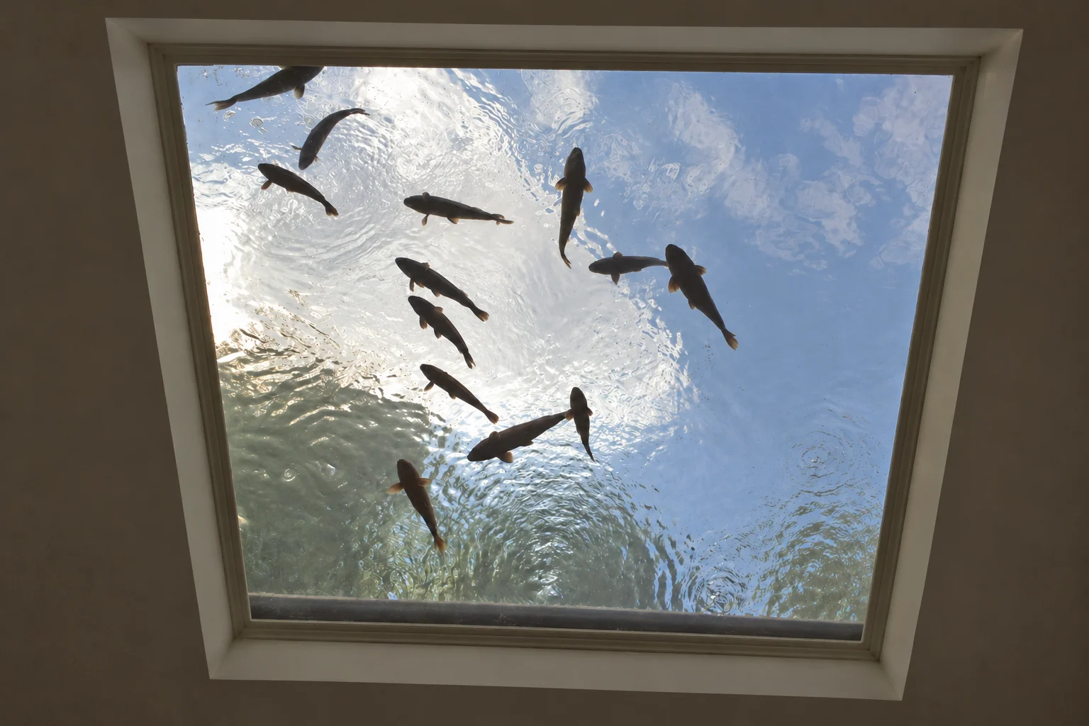 Bassin puits de lumière et piscine intérieure