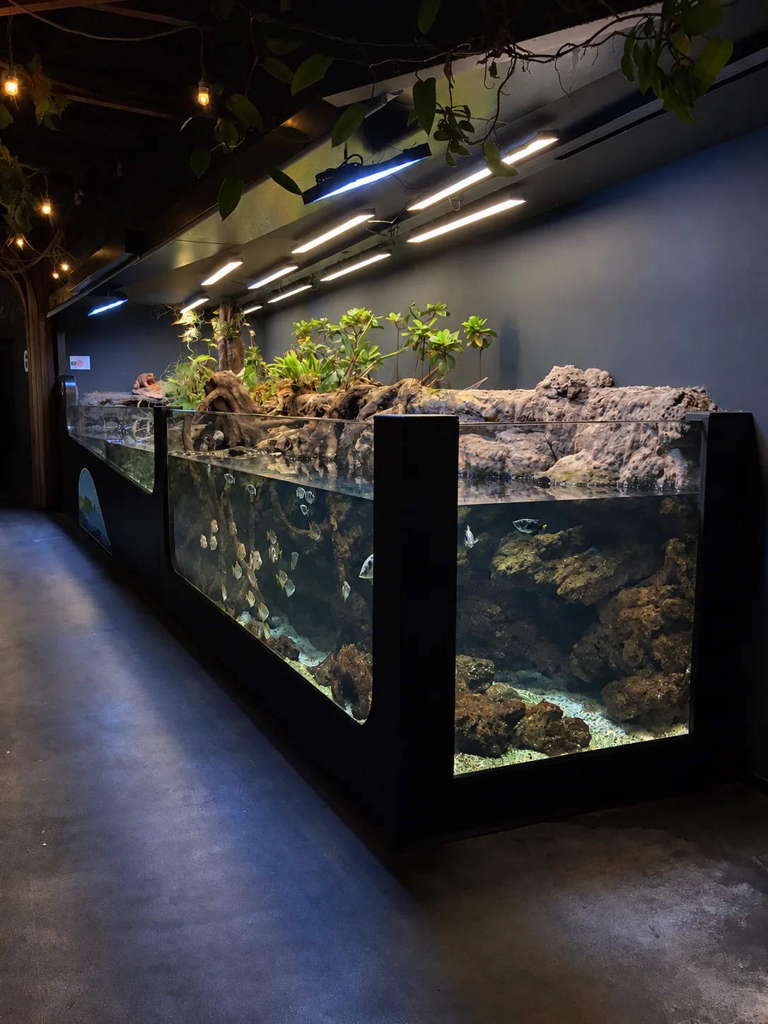 Lagune à l'Aquarium de Paris