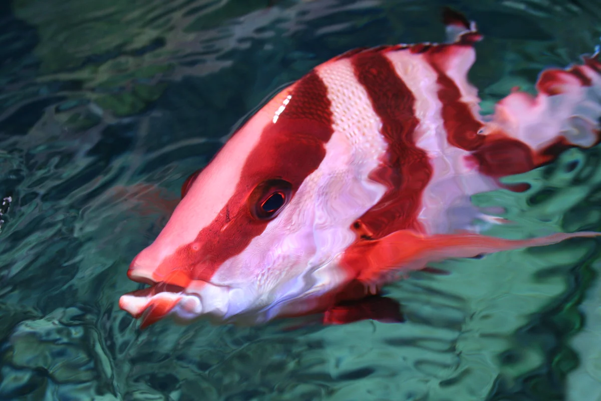Aquariums sur mesure
